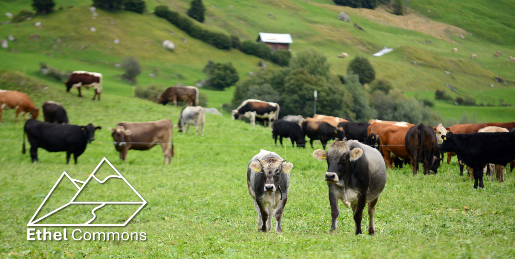 AI-generated image of android cows grazing on a commons in Switzerland.